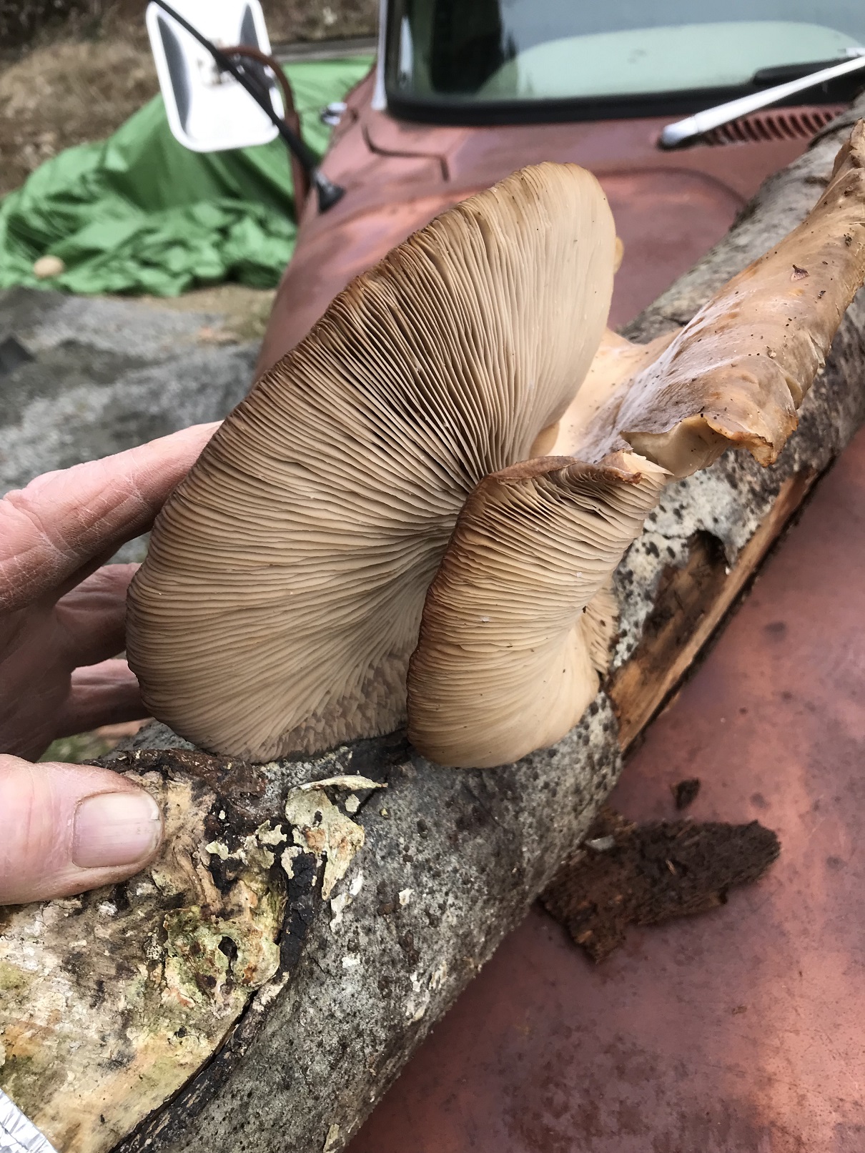 mushroom log demo at church